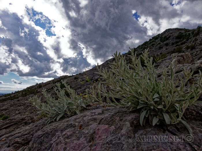 IMG_6790_DxO