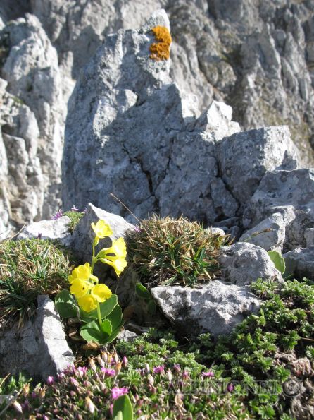 Gamsgartlgrat 4+ / Schneeberg  / IMG_7035 - Einer der schönsten Anstiege auf den Schneeberg. So lautet der O-Ton in den meisten Führer und recht haben sie. Eine einzigartige Kletterei - je nach Variante - bis im 5. Grad in einem einzigartigen Ambiente und mein absoluter Favorit. Manchmal könnte man vergessen auf dem Schneeberg zu sein. Vor allem im Winter sollte die Tour auch auf grund ihrer Länge (450 Hm) nicht unterschätzt werden. Die Tour ist für den Schwierigkeitsgrad sehr gut aber alpin gesichert, für den Standbau benötigt man manchmal Bandschlingen <br /><br /><em><span style="text-decoration: underline;"><strong>Zustieg:</strong></span></em> <br /><br />Am besten vom Schneebergdörfel über den Schneidergraben und Grafensteig Richtung Edelweisshütte bis zur Krummen Ries. Dann links halten über das Schrofenfeld zum untersten Ausläufer und Einstieg des Grates (ca. 600 Hm).<br /><br /><span style="text-decoration: underline;"><em><strong>Abstieg:</strong></em></span> <br /><br />Am Ende der Tour leicht rechts haltend in die Krumme Ries absteigen und recht flott über diese abfahren zurück zum Grafensteig oder rechtshaltend noch ca. 100Hm bis zum Einstieg des Novermbergrates und diesen absteigen.<br /><br /><span style="text-decoration: underline;"><em><strong>Literatur:</strong></em></span><br /><br /><a title="Thomas Behm" href="http://www.thomasbehm.at/hoellenthal.htm" target="_blank">KLETTERFÜHRER HÖLLENTHAL-RAX-SCHNEEBERG</a> von Thomas Behm<br /><a title="Bergsteigen.at" href="http://www.bergsteigen.at/de/touren.aspx?ID=302" target="_blank">Bergsteigen.at</a><br />