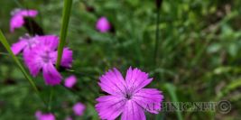 Herbertsteig Mixture 7-