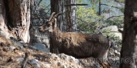 Kletterbrüderpfad 4+/5-