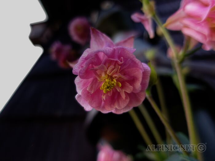 IMG_7190_DxO