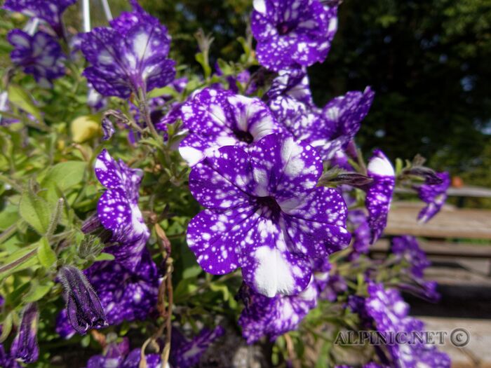 IMG_7191_DxO