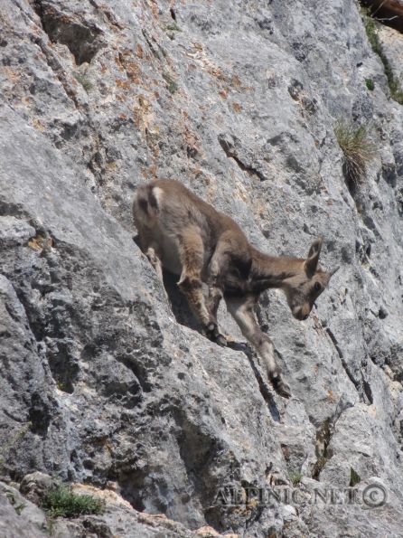 Seniorengymnastik / Hochfall 6 / DSC07524 - Netter 3 Seillänger am Hohen Hochfall. Vorsicht am Einstieg, die ersten paar Meter bröseln wie Sau ...