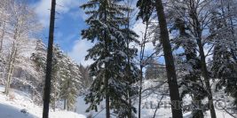Terzer Göller Südkar 1729m / 700 Hm / Mürzsteger Alpen