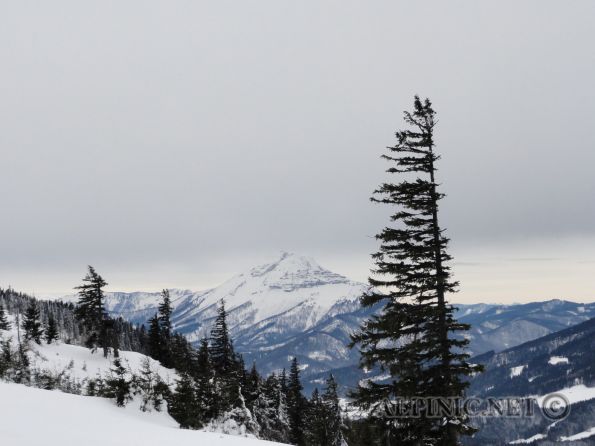 Tirolerkogel / Retzbachtal / Sterngassl 900m / DSC04086 - Nette Kurztour auf den Tirolerkogel, manchmal eine bisschen arg durch das Gemüse, aber dafür wir man bei der Abfahrt - wenn nach dem Sterngassl links in den Wald ausquert - mit netten, weiten, !!!unverspurten!!! Hängen belohnt. In unserem Fall sogar mit 1A Pulver ...