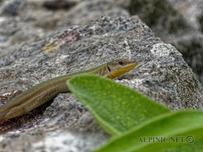 IMG_7055_DxO